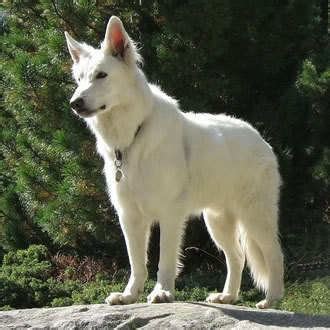 American white shepherd - American White Shepherds Photo (33433496 ...