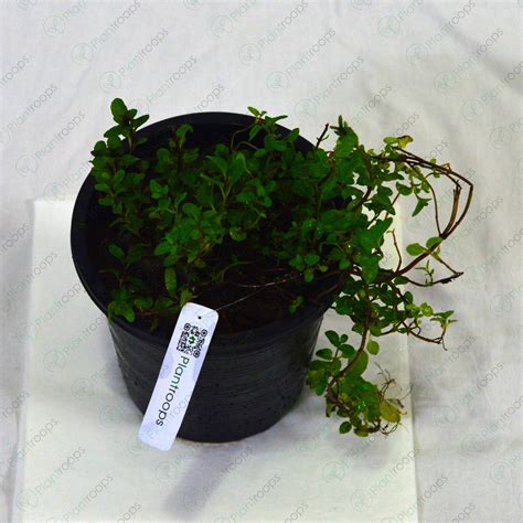 Podina Plant – Plantroops