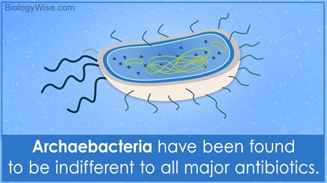 Characteristics of Archaebacteria