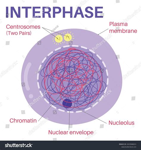 Interphase Portion Cell Cycle Stock Vector (Royalty Free) 2223946011 ...