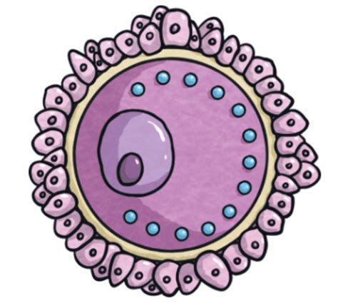 What is an egg cell? | Twinkl Teaching Wiki - Twinkl