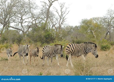 Herd of zebras stock image. Image of trees, zebras, wildlife - 8612177