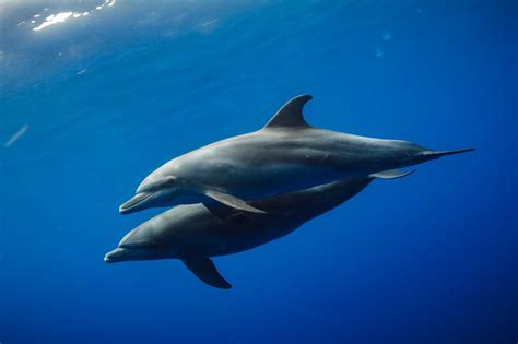 Dolphin Swimming Underwater