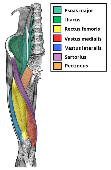 Rectus Femoris Muscle Origin And Insertion