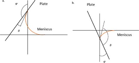 Meniscus between a plate and horizontal water surface formed when a ...