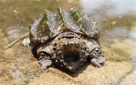 Alligator Snapping Turtle Bite - Why is So Dangerous? - Reptile Jam