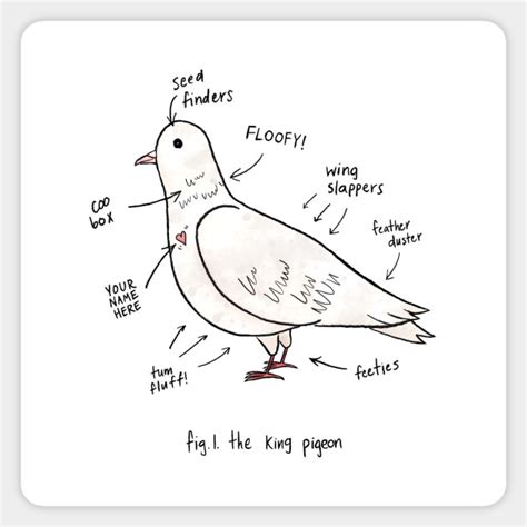 Anatomy of a Pigeon - Pigeon - Sticker | TeePublic