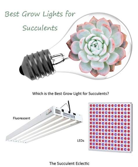 Grow Lights for Succulents | A Simple Guide | The Succulent Eclectic ...