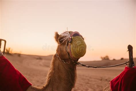 Camels on the African Desert Stock Image - Image of african, outdoors ...