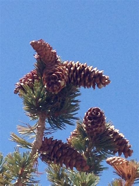 Limber pine (P. flexilis) older cones. White Mountains of California ...