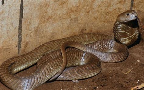 World's Largest Spitting Cobra Discovered in Kenya - Kenya Geographic