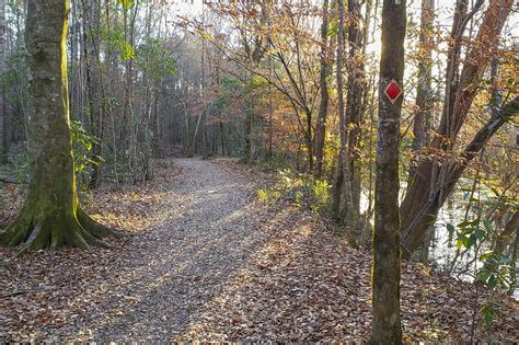 Louisiana Hiking Trail Runs the Length of the Bayou State | The Heart ...