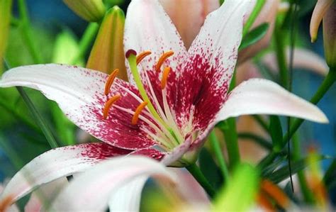 16 Types of White Lilies (Name & Pictures) — Identification Guide ...