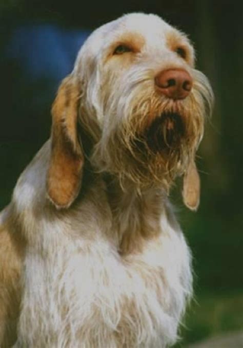 The Spinone Italiano: A Guide for Owners - PetHelpful