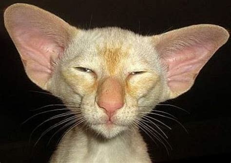 ugly-cat-with-big-ears.jpg | TheCatSite