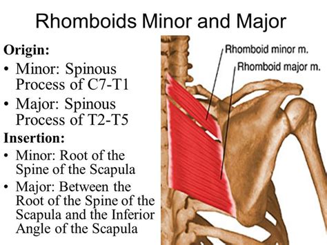 rhomboid major and minor origin and insertion - Google Search | Muscle ...