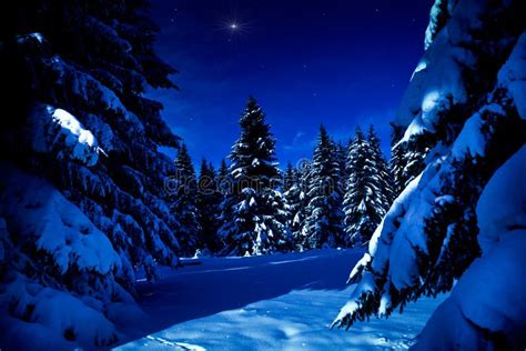 Snowy Night Forest