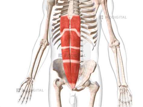 Rectus abdominis | BioDigital Anatomy