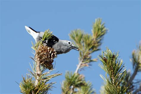 Limber Pine | Los Padres ForestWatch