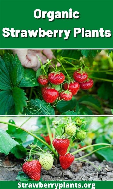 Organic Strawberry Plants – Strawberry Plants