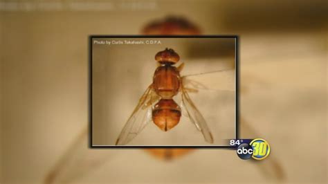 Peach fruit fly found in Fresno backyard - ABC30 Fresno