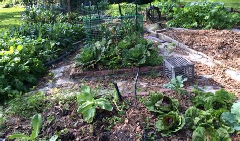 Harvesting Tips for Extending Your Fall Vegetable Garden | Gardening in ...