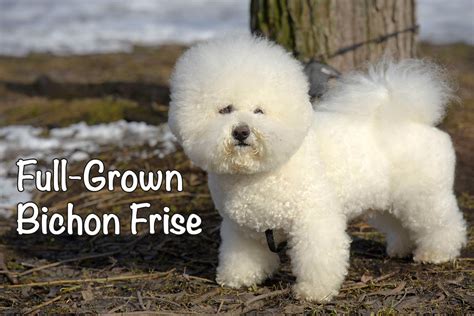 Full Grown Bichon Frise: When, Size, Weight & More - Bichon World