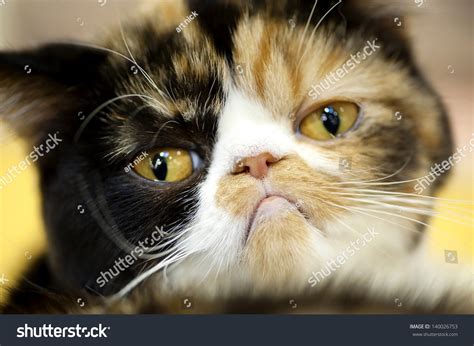 Grumpy Looking Cat Stock Photos and Pictures - 5,293 Images | Shutterstock