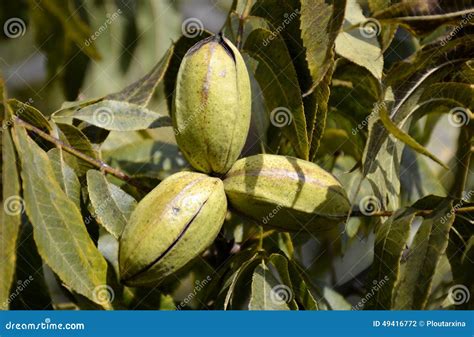 Pecan tree nuts stock photo. Image of crop, brown, nature - 49416772