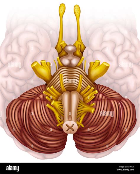 Brain Stem High Resolution Stock Photography And Images Alamy