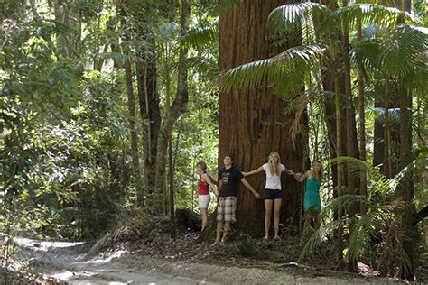 Fraser-island-rainforestb - Plantation Resort at Rainbow