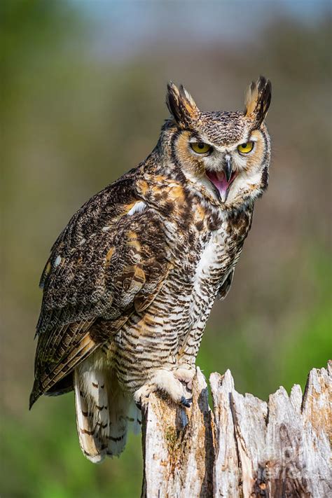 Great Horned Owl Screeching Photograph by CJ Park