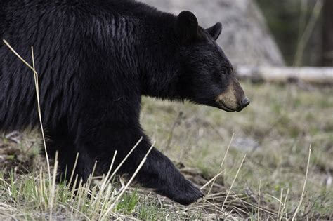 lake-tahoe-wildlife-care - Tahoe Mountain Culture