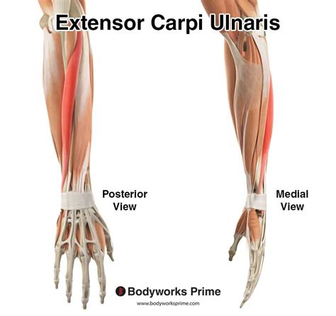 Extensor Carpi Ulnaris Muscle Anatomy - Bodyworks Prime