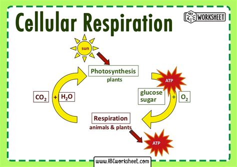 Photosynthesis And Cellular Respiration Equation