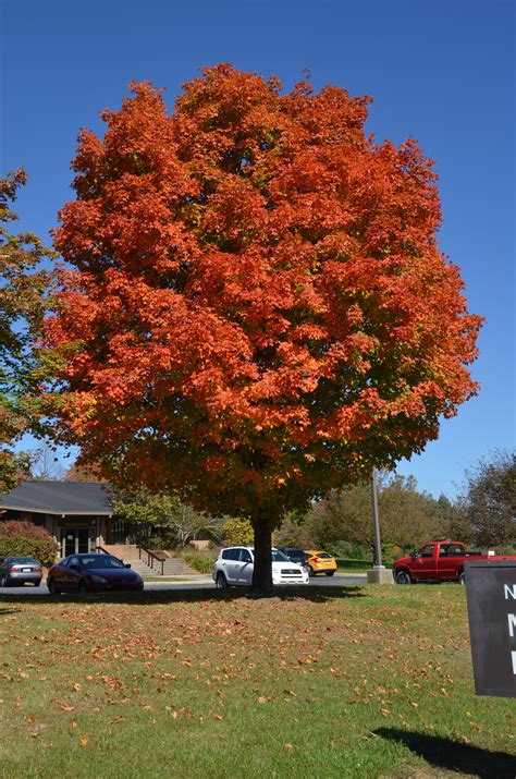 Sugar Maple Is A Four Star Autumn Attraction | What Grows There :: Hugh ...