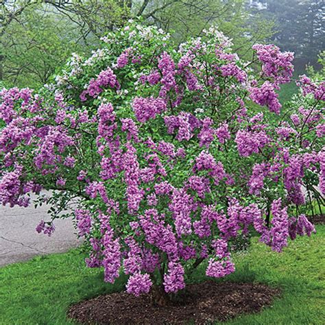 Lilac Sunday Lilac | Gurney's Seed & Nursery Co.