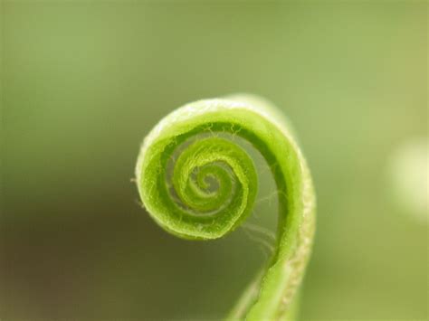 Fern spiral, free photo files, #1524545 - FreeImages.com