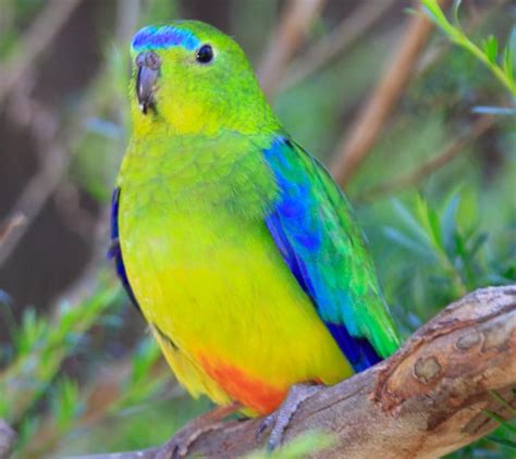 Orange-bellied Parrot - Moonlit Sanctuary