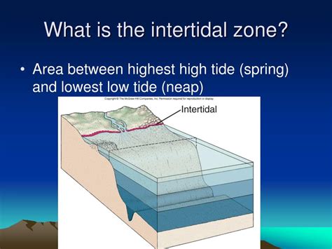 Intertidal Zone Diagram