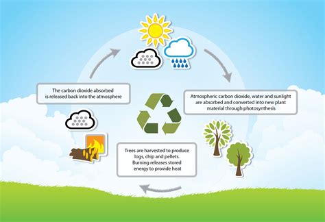 Biomass: A Renewable Energy Source or a Danger to the Environment ...