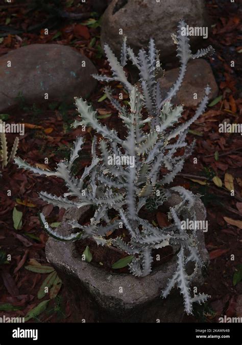 Candelabra Cactus Euphorbia lactea compacta Stock Photo - Alamy