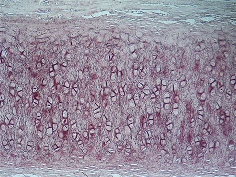 Elastic Cartilage - Definition, Function and Location | Biology Dictionary