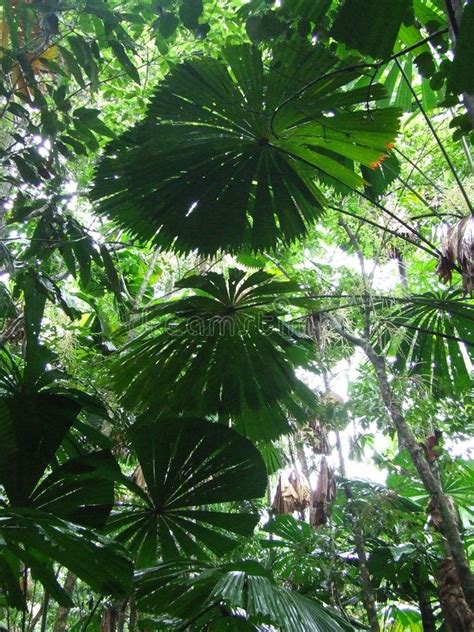 Rainforest Canopy stock image. Image of forest, tree, green - 3270587 ...