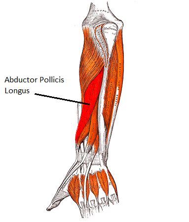 Abductor Pollicis Longus Anatomy