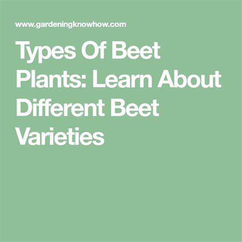 Varieties Of Beet - What Are Some Common Beet Types | Beets, Beet plant ...