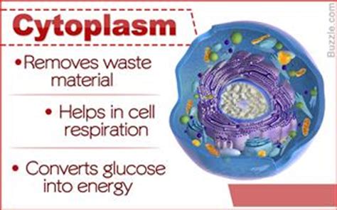 These Facts About the Cytoplasm Reveal Why it's Vital for Survival