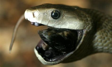 10 Weird Facts About Snakes You Probably Don't Know