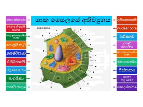 plant cell structure - Labelled diagram