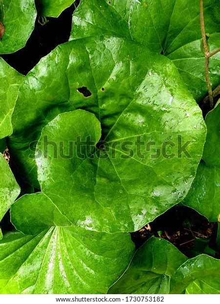 Fibonacci Sequence Leaf Formation Stock Photo 1730753182 | Shutterstock